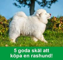 hunduppfodare stockholm Svenska Kennelklubben