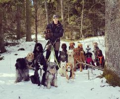 hundbostader stockholm Stockholmshundarna i Ur & Skur