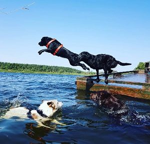 hundbostader stockholm Stockholmshundarna i Ur & Skur