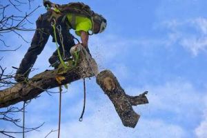 Arborist Stockholm