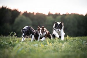 hundtranare stockholm SBKs Stockholmsavdelning