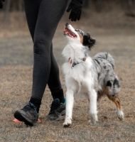 hundtranare stockholm SBKs Stockholmsavdelning