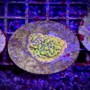 Hologram Montipora Ultra rare