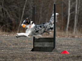 hundtranare stockholm SBKs Stockholmsavdelning