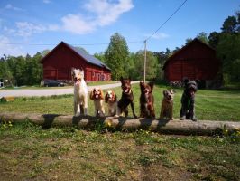 hundtranare stockholm SBKs Stockholmsavdelning